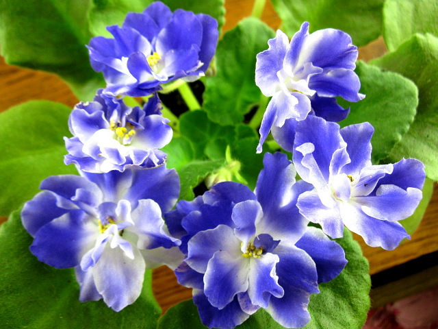 Фиалки - черенки и детки )