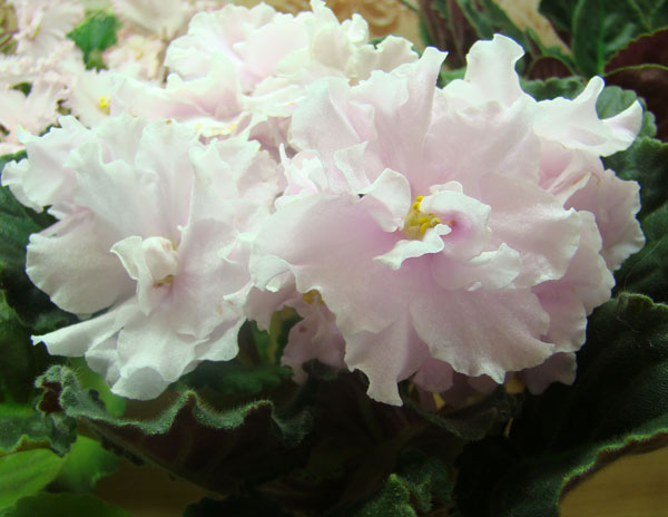 Фиалки - черенки и детки )