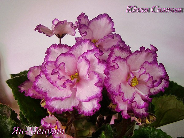 Фиалки - черенки и детки )