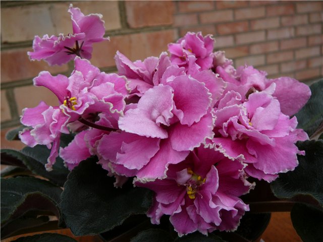 Фиалки - черенки и детки )