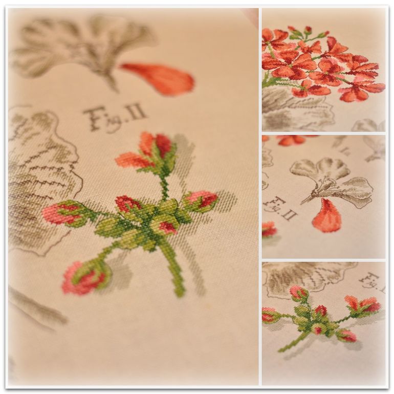 Герань, Véronique Enginger