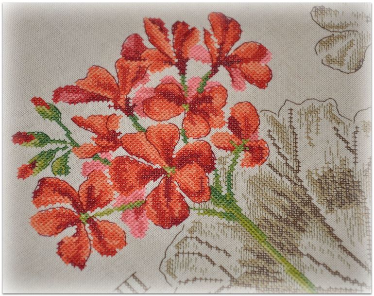 Герань, Véronique Enginger