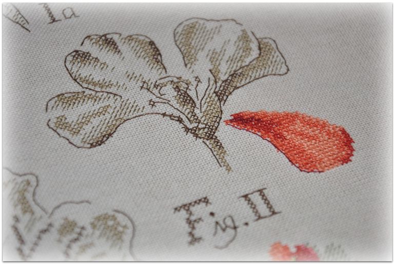 Герань, Véronique Enginger