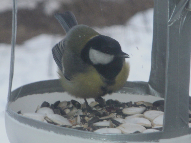 Развлечение с пользой :)
