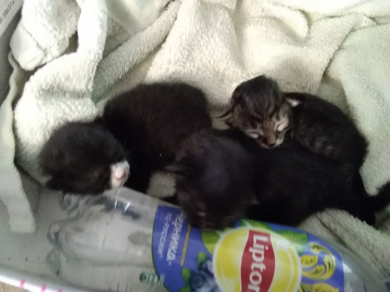 Вес новорожденного котенка. Новорожденные котята. Котята Новорожденные брошенные. Новорожденные котята 4. Дворовые Новорожденные котята.