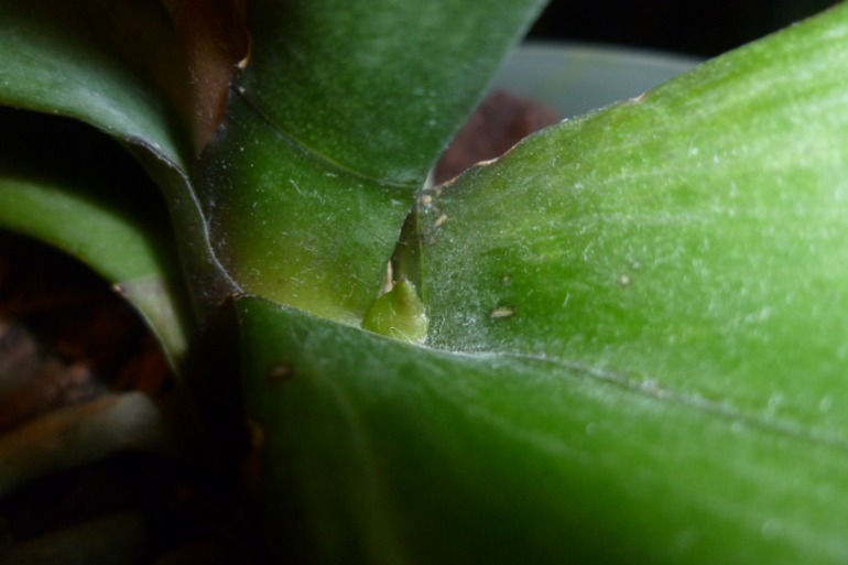 Это ведь не корни?