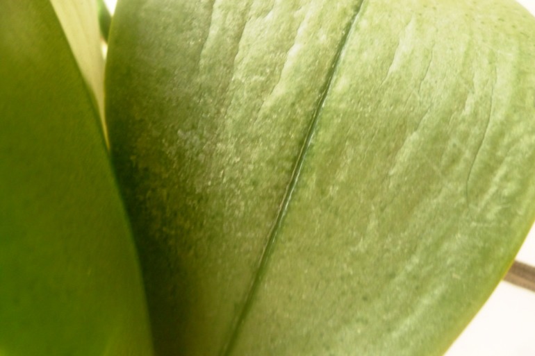 Везет мне на падающие из окон цветы)))