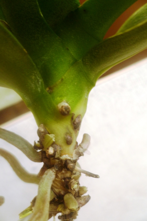 Везет мне на падающие из окон цветы)))