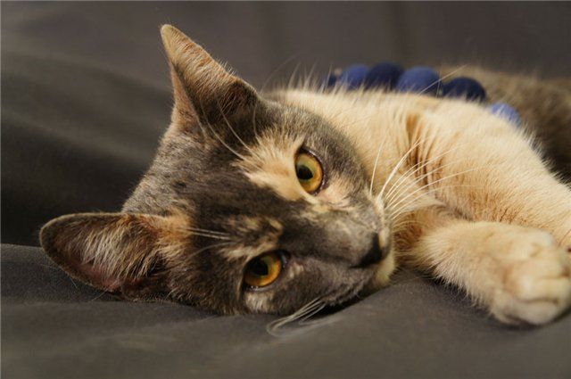 8a3e72429391e214dda9bfd7375ca76e.jpg