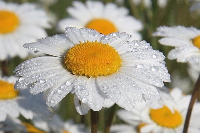 Контрольное задание № 9. Использование масок слоев