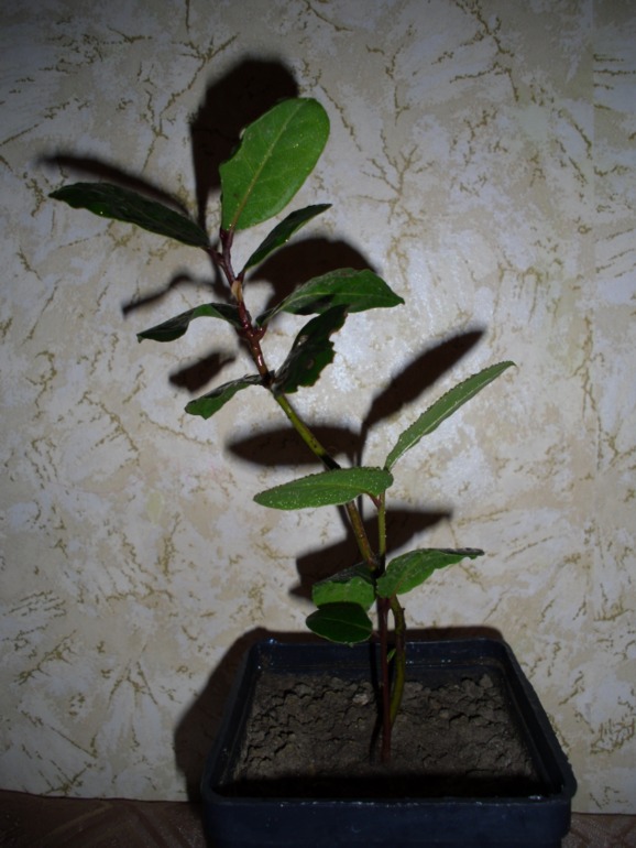 Посмотрите-помогите советом