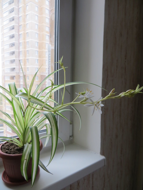 Зацвел мой хлорофитум))))