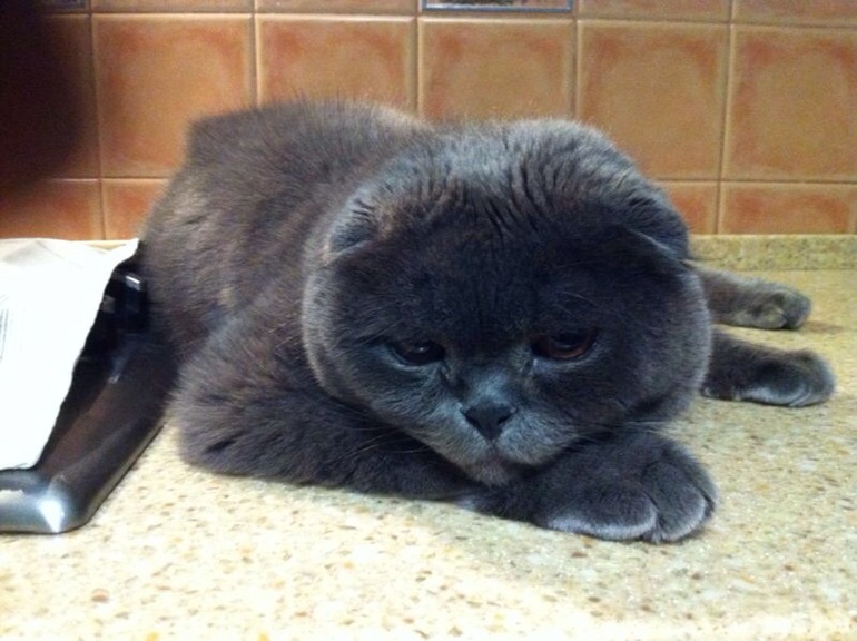 Взгрустнулось Матвею...