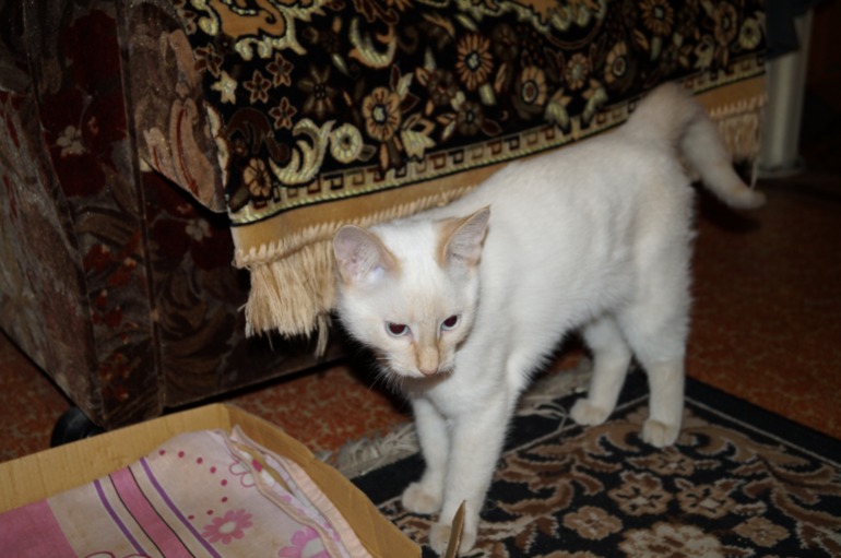 У нас поселилась подружка - кошка )))