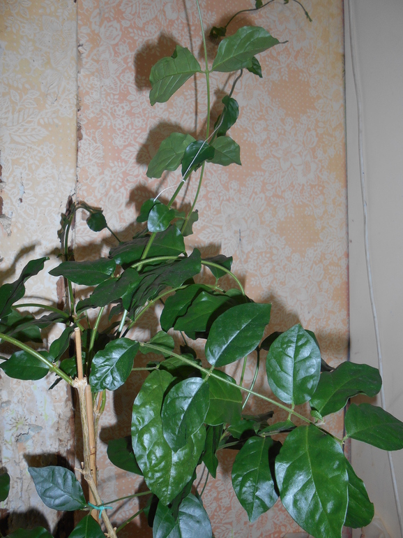 Девочки кто знает как называется такое растение.