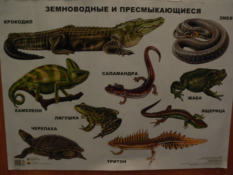 Плакаты - наша коллекция)))