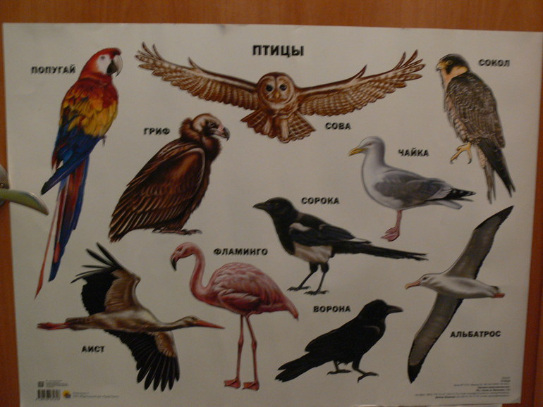 Плакаты - наша коллекция)))