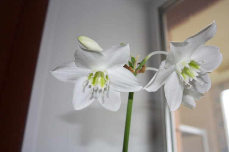 тоже решила похвастаться)