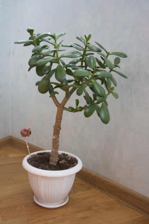 тоже решила похвастаться)