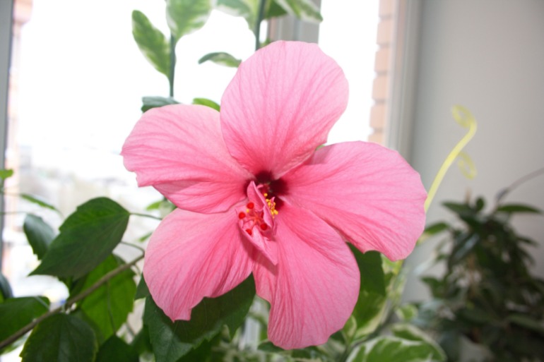 тоже решила похвастаться)