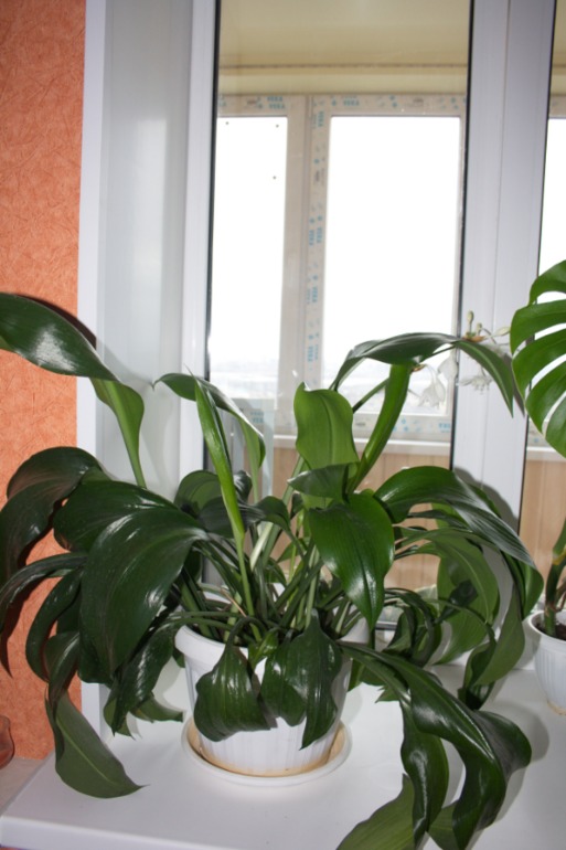 тоже решила похвастаться)