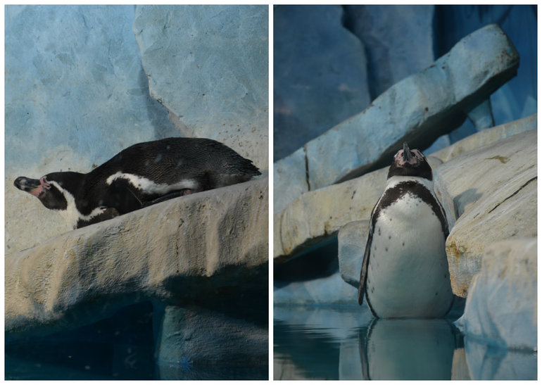 Океанариум №2 РИО