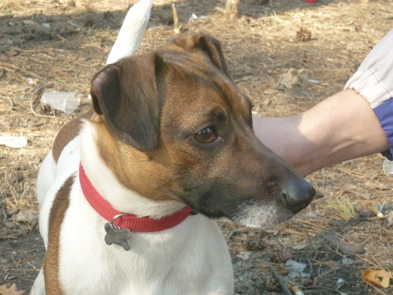 И я решила выложить свою щенюлю