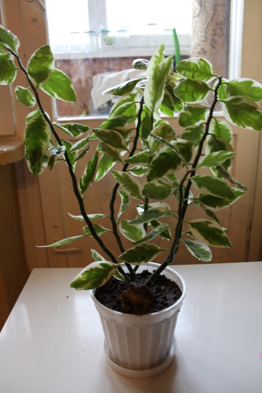 Провела перепись населения.Ну и фото на память.