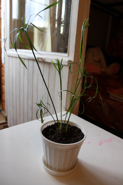 Провела перепись населения.Ну и фото на память.