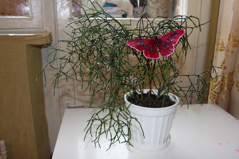 Провела перепись населения.Ну и фото на память.