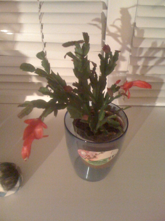 Что с шлюмбергерой?