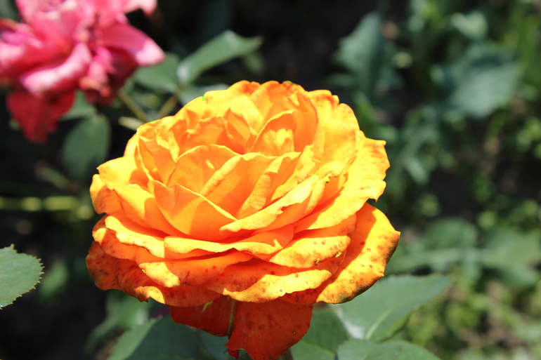 Контрольное задание № 28. "Меняем цвет объекта на фотографии с помощью кривых"