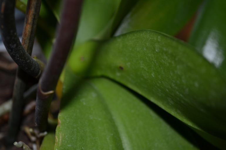 Беда с орхидейкой :(