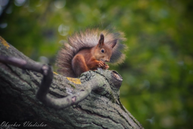 Где можно покормить белок с рук