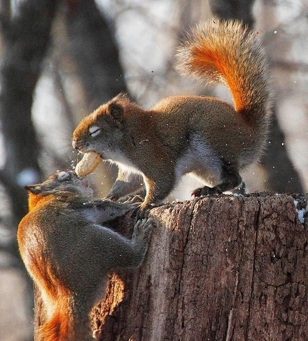 Где можно покормить белок с рук
