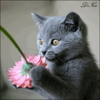 9a939606e354cf3357e9b80e2cb438fa.gif