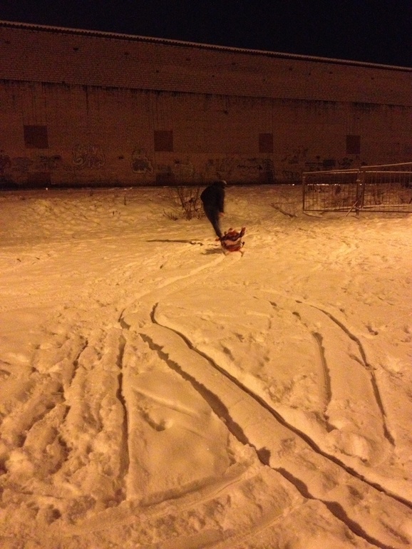 Купили санки!