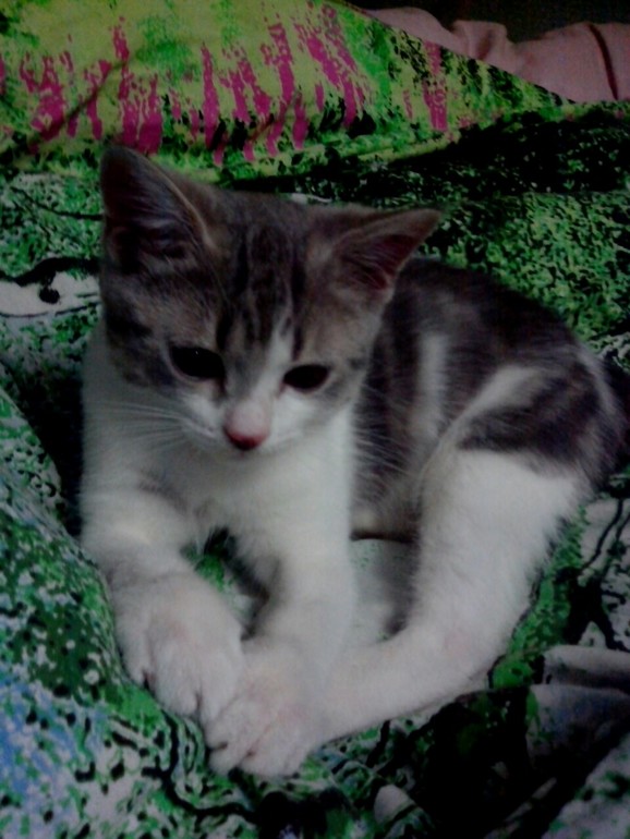 котя