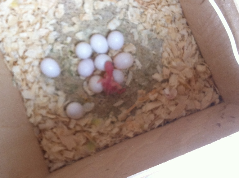 приму в дар клетку для попугая, просторную, маленькие тоже подойдут)