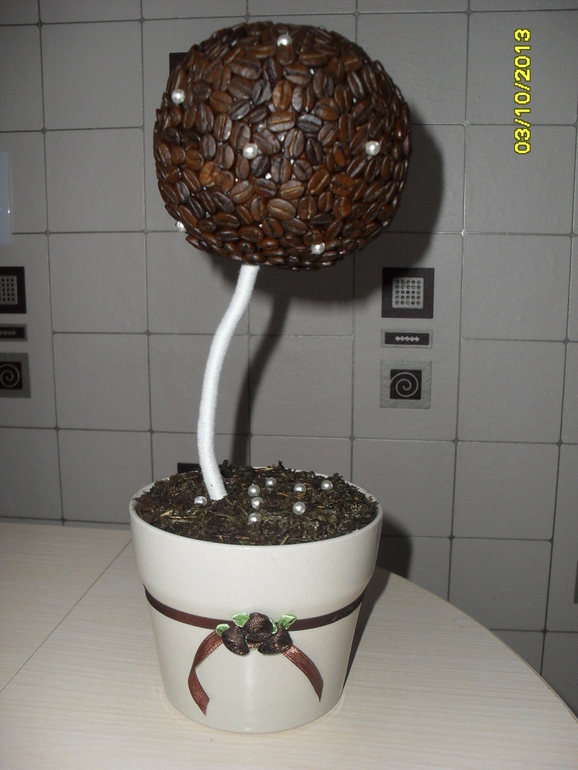 Мое первое кофейное дерево