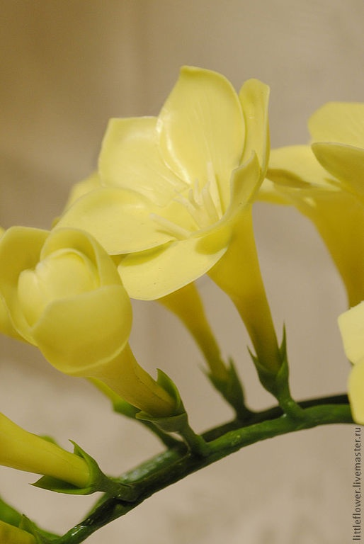 Три веточки фрезии