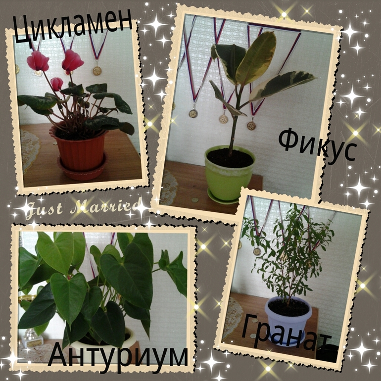 мои самые любимые цветочки