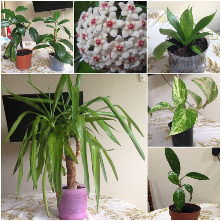 Шармы, подвески. Серебро. Sunlight