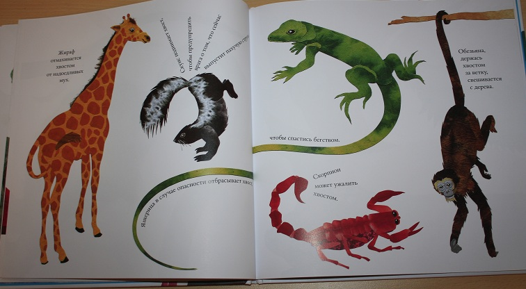 Про не только хвосты, носы и уши ))