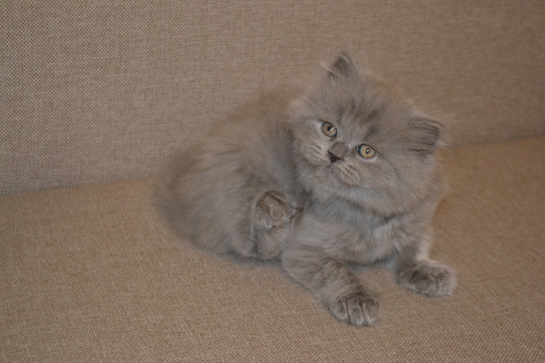 Как  обещала,рассказываю и показываю пупсов)))