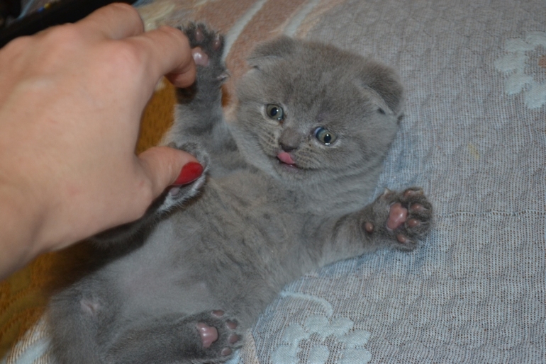 Как  обещала,рассказываю и показываю пупсов)))