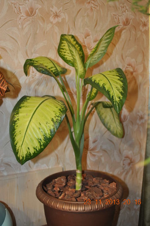 Новенькая в ваших рядах ))) Хвалюсь и жалуюсь