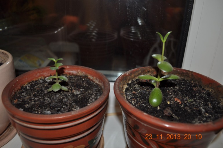 Новенькая в ваших рядах ))) Хвалюсь и жалуюсь