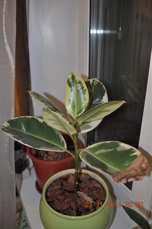 Новенькая в ваших рядах ))) Хвалюсь и жалуюсь