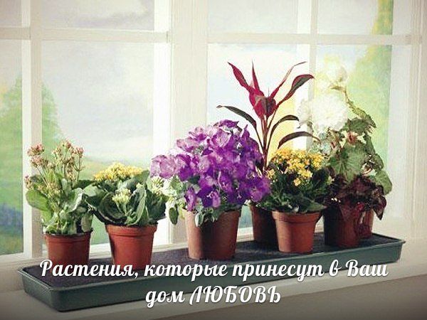 10 растений, которые принесут в ваш дом любовь.